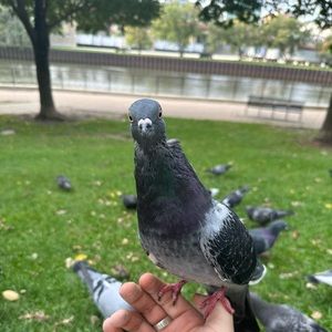 Meet your Posher, Fuckjade